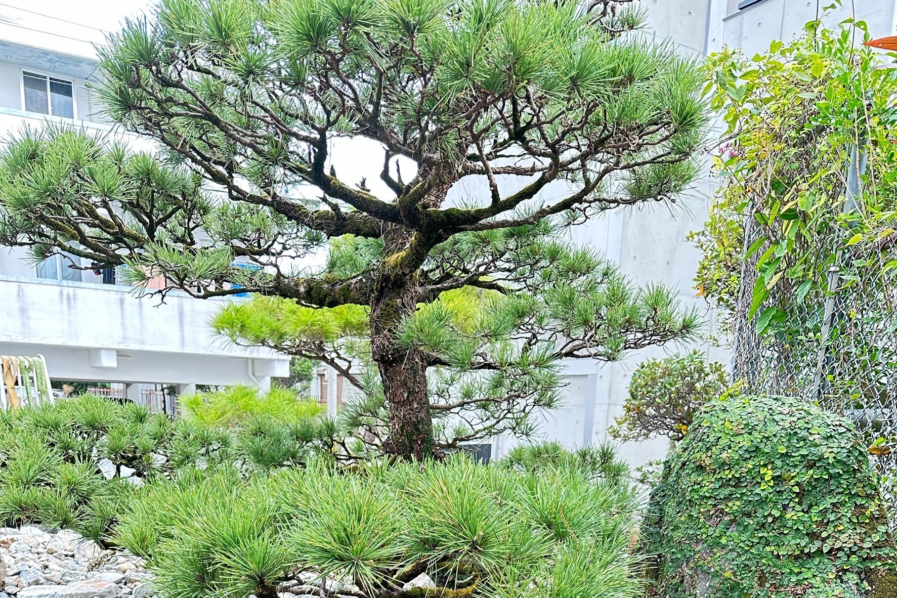 仙空造園のこだわり